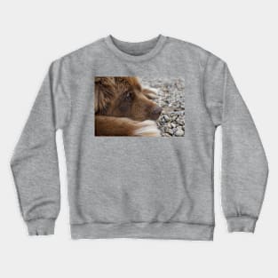 newfoundland brown laying flat Crewneck Sweatshirt